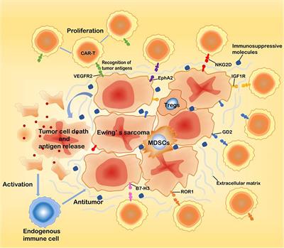 A Novel Treatment for Ewing’s Sarcoma: Chimeric Antigen Receptor-T Cell Therapy